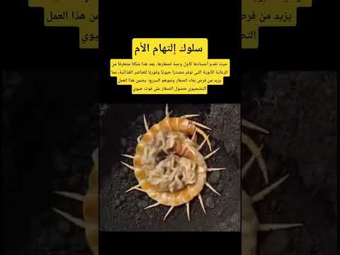 سبحان الي زرع الحب والحنية بقلوب الامهات المانيا الامارات اكسبلور الخليج  اوروبا
