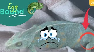 My Chameleon is Egg Bound - What Do I Do?