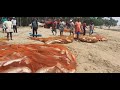 Huge Trevally Fishing in Sri lanka-01| #wow!!🇱🇰|#මාදැලේ සුපිරි #බෙම්බරු පරවු-01| #මුතුපංතිය 10000kg
