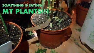 SNAIL EATS MARIGOLD LEAVES!! (Timelapse)