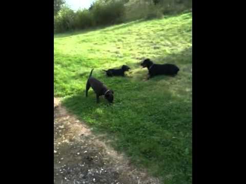 staffordshire bull terrier vs rottweiler staffordshire bull terrier vs big rottweiler staffordshire bull terrier vs rottweiler staffordshire bull terrier vs big rottweiler