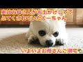 【マザコン】くーちゃんの休日!お母さん不在でふてくされチワワ…私じゃ手に負えません😳