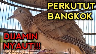 DIJAMIN NYAUT!!! PANCINGAN PERKUTUT BANGKOK GACOR AGAR BUNYI 