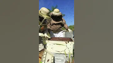 Пчеловод открыл улей, но быстро пожалел об этом. Apis mellifera scutellata