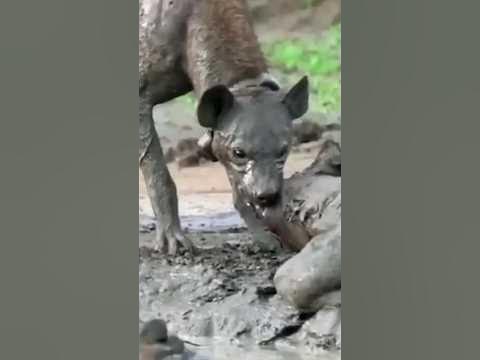 What do Spotted Hyenas eat? #wildlife #wild #animals #shorts #