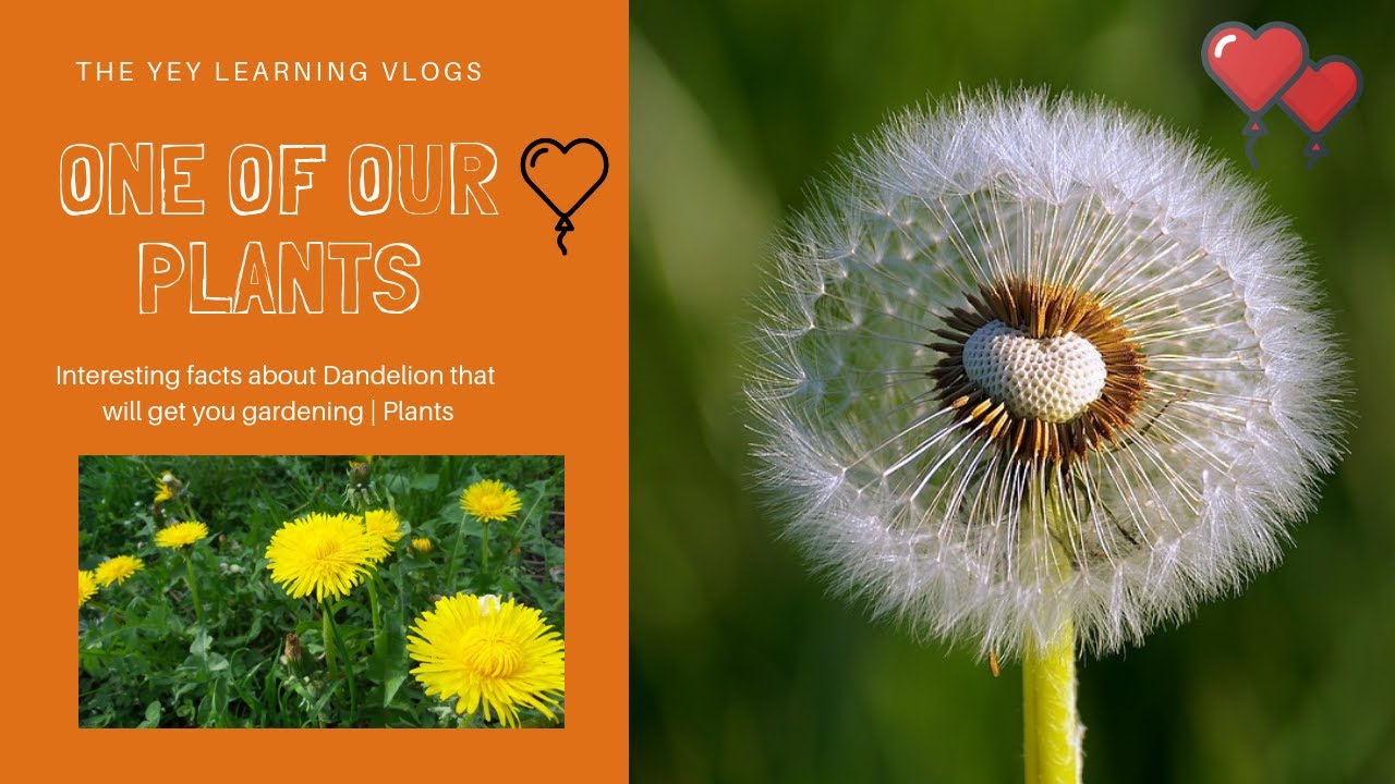 Interesting facts about Dandelion that will get you gardening Plants