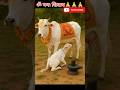 ग म त और श व एक अल क क म लन Mahadev Cow Nandi ग म त और श व एक अल क क म लन Mahadev Cow Nandi