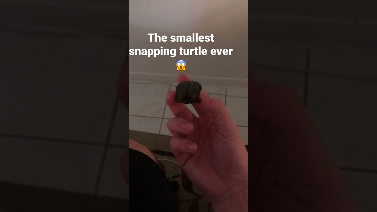 The smallest snapping turtle ever 🤭