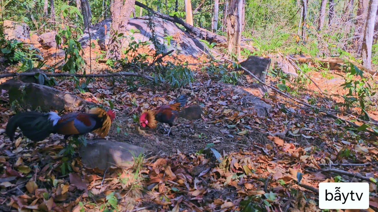 kèo bẫy gà rừng rặc mới nhất ngày 21/2/2025, em bổi già đẹp trai và rất lì đòn #bẫytv