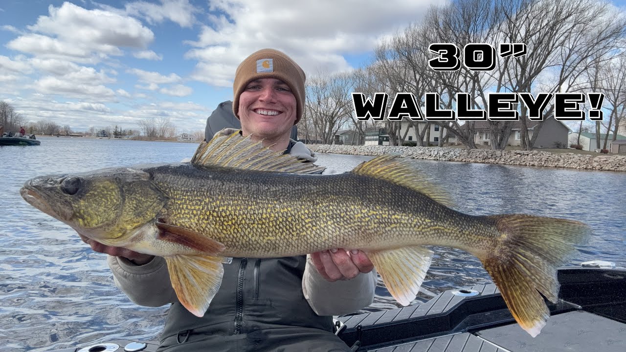Giant 30 Inch Green Bay Walleye! (Crazy Post-Spawn Bite!)