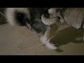 Husky Play Date Husky Play Date