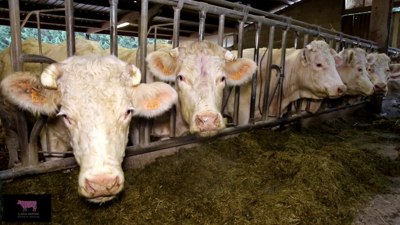 EARL Dufour - Eleveur de Charolais - Alimentation et Paillage (version longue)