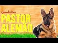 GUIA DE RAÇA PASTOR ALEMÃO | RICHARD RASMUSSEN