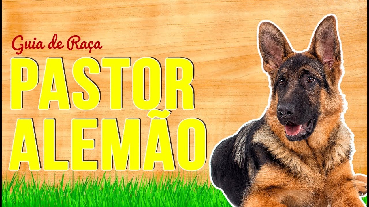 Guia completo do pastor inglês: 6 fatos obrigatórios - raças de cães  perfeitos - Raças