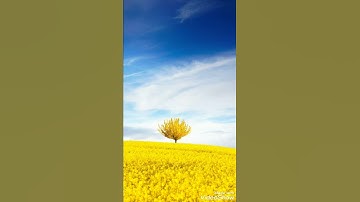 سورة الفاتحة بصوت الشيخ خالد الجليل