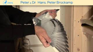 PIPA - Brockamp Auction - Marseille 09