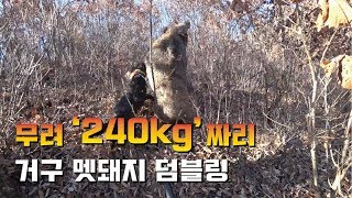 [충주 동량면 수렵장] 덤블링하는 거구 400근 멧돼지사냥