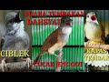 Suara masteran burung kontes,tembakan ciblek,kapas tembak,cucak jenggot