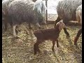 Мои овцы. Первый окот!
