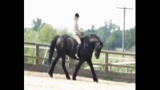 Jack & Oz Flatwork/Bareback August
