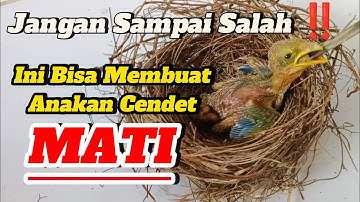 Cara Merawat Anakan Cendet Agar Cepat Besar Dan Tidak Mati