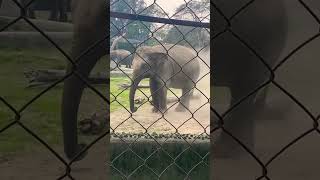 हथ रज Elephant Video