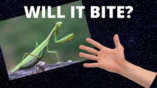 Free Handling The Praying Mantis! Will it Bite?