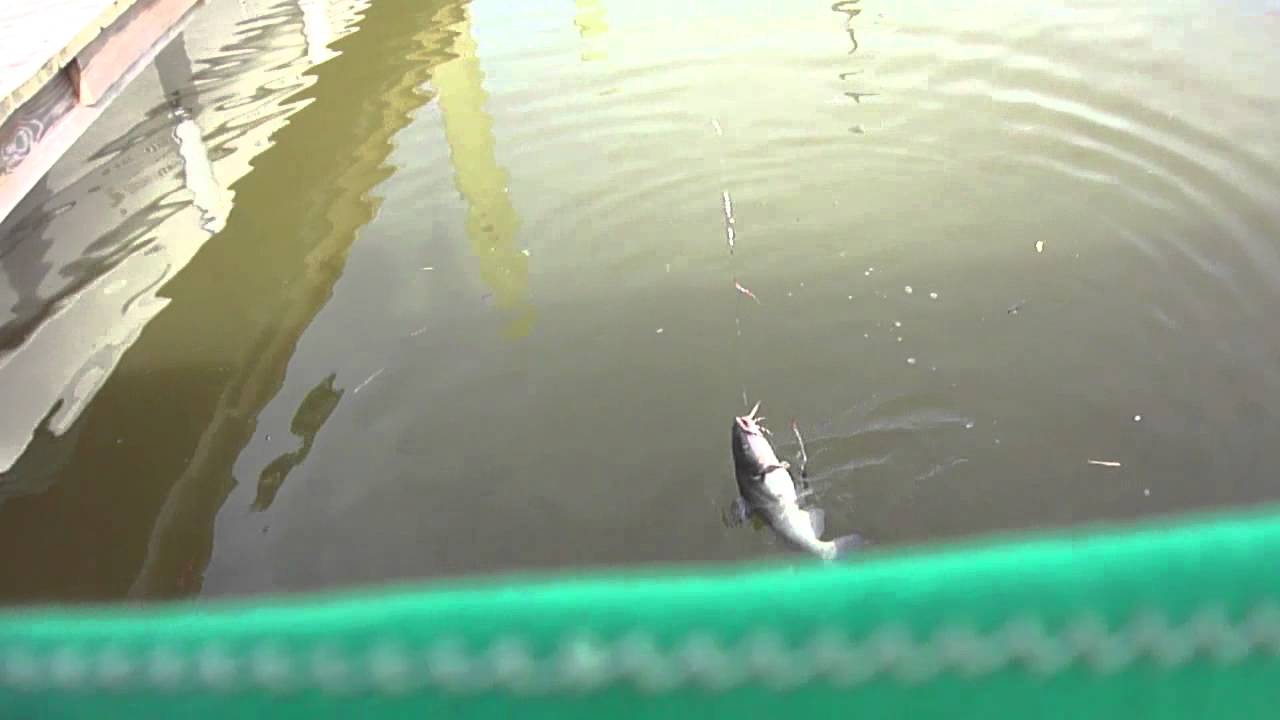 Fish Are Finally Here! Catfishing in Colonial Beach Virginia YouTube