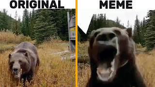Laggy Bear Original Vs Meme