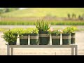 Monrovia | Succulent Container Garden
