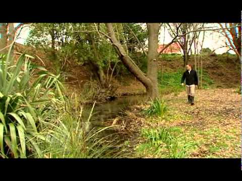 The Connection Between Maori Mythology and Environmental Conservation