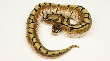 Male Spider Possible Shatter Ball Python 210301 - Benjamin