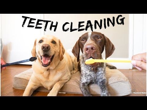 dog-teeth-cleaning