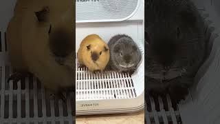 Trại bọ ú Bông #guineapig #bọú #chuộtlang #cute #pets #animals #funny #traiboubong #cuteanimals