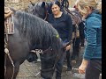 Transhumance des chevaux mrens   villefranche de conflent dans les pyrnes orientales 2022