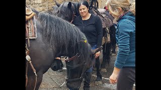 Transhumance des chevaux Mérens  à Villefranche de Conflent dans les Pyrénées Orientales 2022