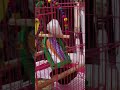 #budgies #swing #masti #enjoyment #exotic #birds #trending #viralvideo #parrot