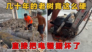 Download Lagu 以为有油锯很快就能把大树据完,没想到才锯断一截就把电锯弄坏了,是树太硬了还是我用油锯不专业 MP3 Download Lagu 以为有油锯很快就能把大树据完,没想到才锯断一截就把电锯弄坏了,是树太硬了还是我用油锯不专业 MP3