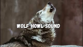 Wolf Howl Sound Ringtone