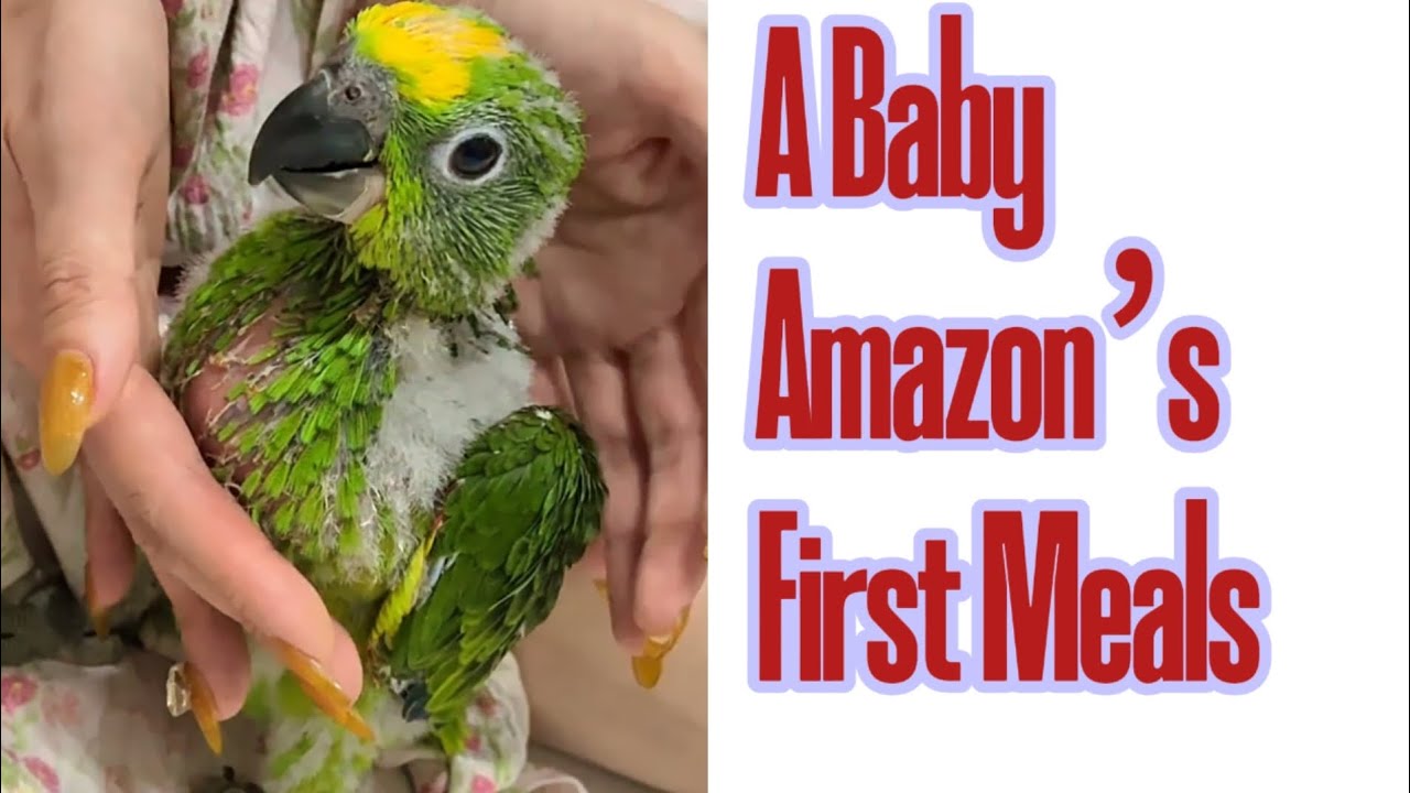 Hand Feeding My Baby Amazon Parrot | Building Trust and Bond  