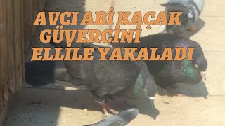 Avci Kaçak Güverci̇ni̇ Yerden Armut Gi̇bi̇ Aldi