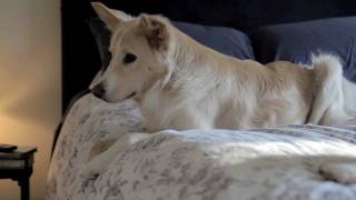 Amazing Dog, Paige, Covers for Dexter with help from Nylabone!