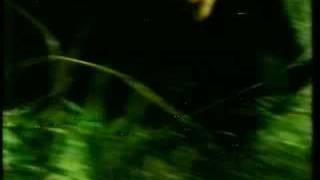 Not Drowning Waving - Kerry`s Green