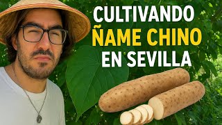 Growing A Chinese Tuber In Spain. Chinese Yam Discorea Polystachya