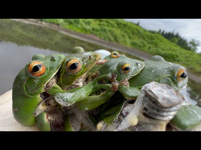 Hey you guys! What are you doing?! #frog #koifish #koi - YouTube