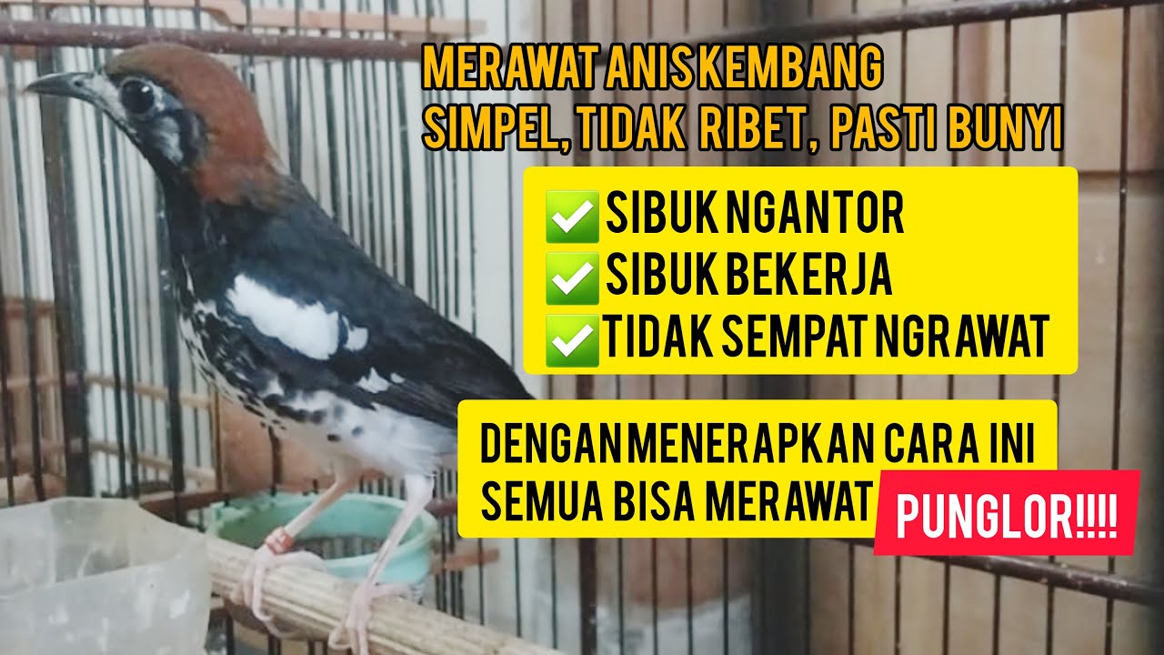 Merawat anis kembang tidak ribet, simpel, PASTI BUNYI! Bisa diterapkan bagi yang sibuk bekerja!!!
