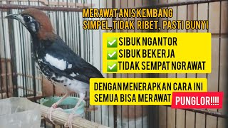 Merawat anis kembang tidak ribet, simpel, PASTI BUNYI! Bisa diterapkan bagi yang sibuk bekerja!!!