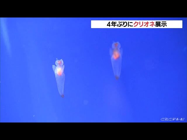 北海道から 流氷の天使 クリオネが 碧南海浜水族館で４年ぶりの展示 愛知 22 03 11 12 07 Youtube