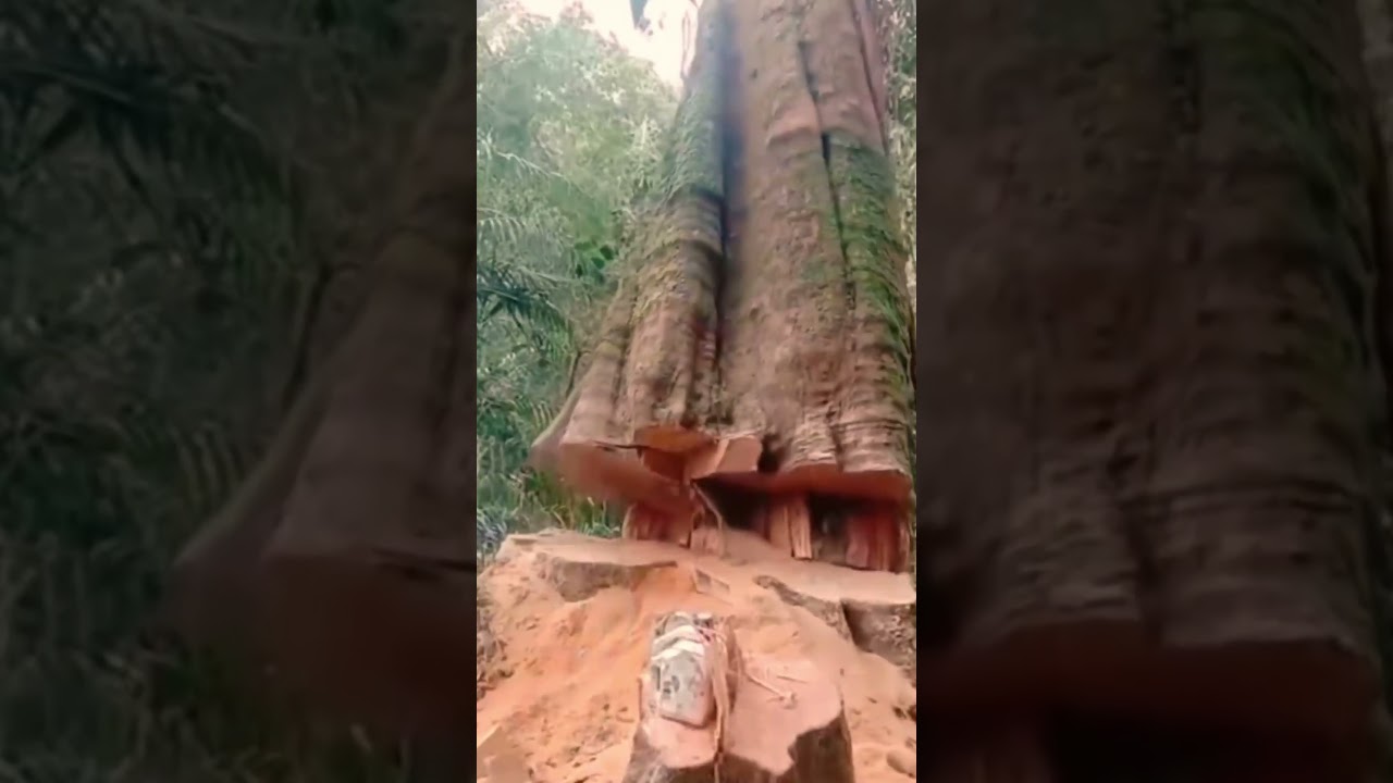 Clean Tree Cutting Process
