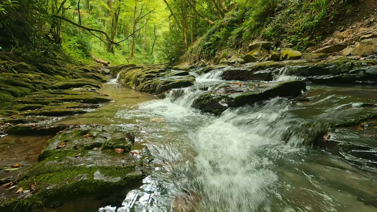Amazing Nature Sounds, Stream in the Beautiful Green Forest, Birds Chirping, ASMR